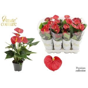 Anthurium 9 cm Diamond Red in Haute Couture sleeve