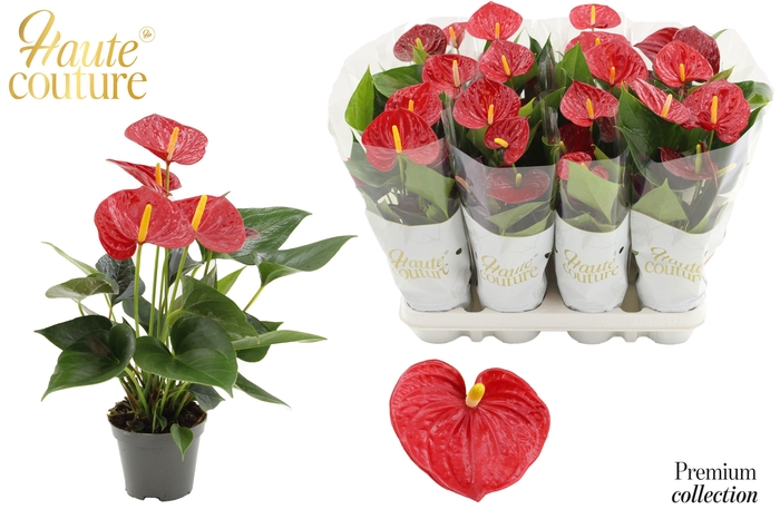 <h4>Anthurium Diamond Red in Haute Couture sleeve</h4>