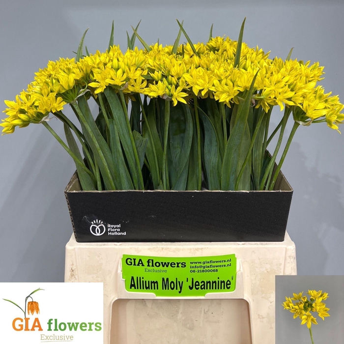<h4>ALLIUM MOLY 'JEANNINE'</h4>