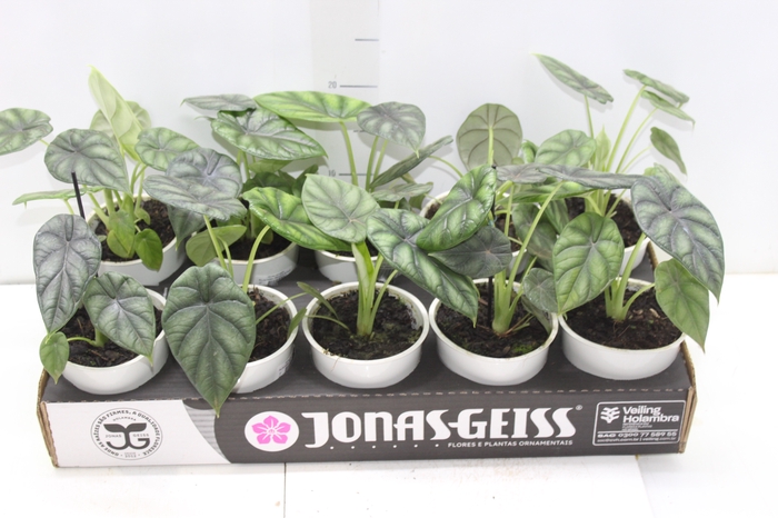 <h4>ALOCASIA DRAGON SCALE P12</h4>