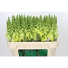 Antirrhinum Opus Yellow