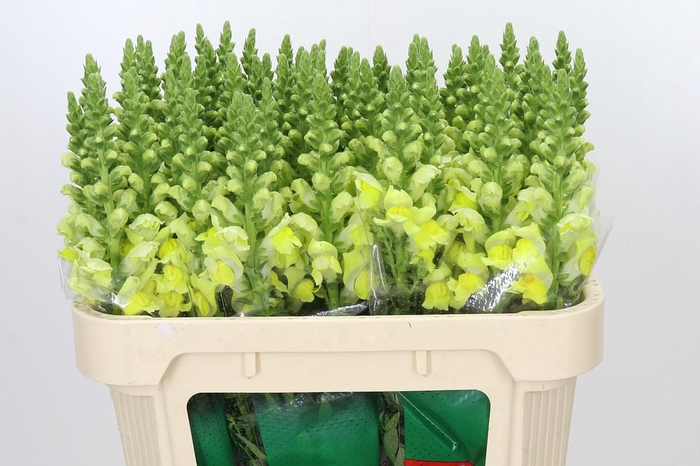 <h4>Antirrhinum Opus Yellow</h4>