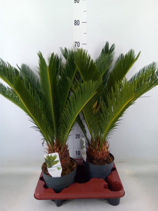 <h4>Cycas revoluta</h4>