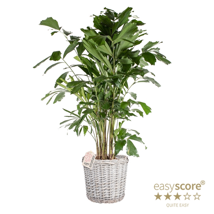 CARYOTA MITIS P26