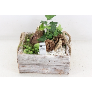 arr4 Amaryllis PL - Schors 4kant L