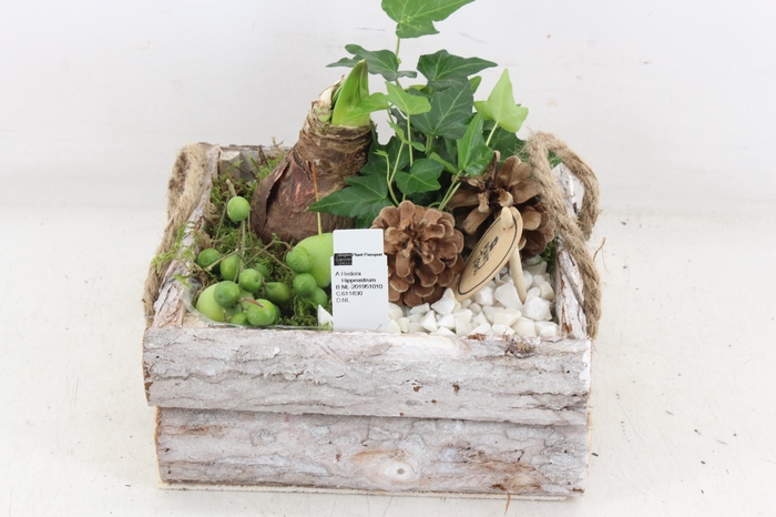 <h4>arr4 Amaryllis PL - Schors 4kant L</h4>