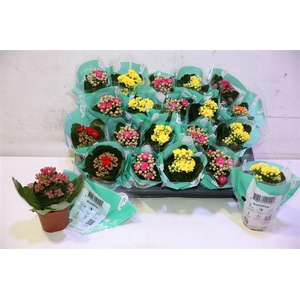 Kal Ge Ro Gem 5 Kl