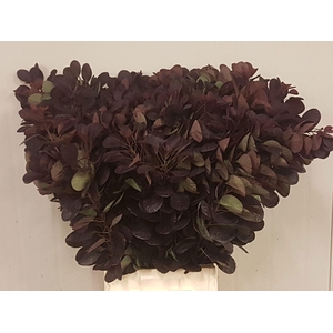 Coti C Royal Purple