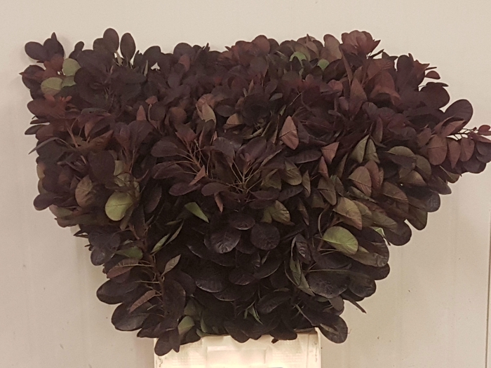 <h4>Coti C Royal Purple</h4>