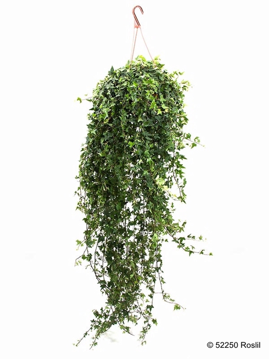 <h4>HEDERA HELIX P19 130-150 CM GROEN HP</h4>