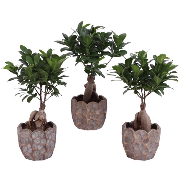 <h4>Ficus m. Ginseng Ball Shape Ø09cm in Ø12cm Ceramic PL670</h4>