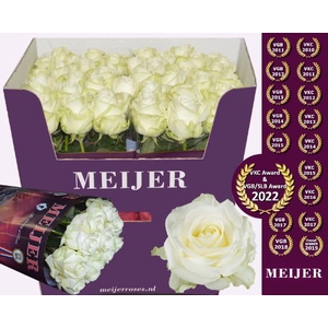 Rozen Rosa Avalanche