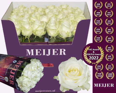 <h4>R Gr Avalanche White Meijer Extra</h4>