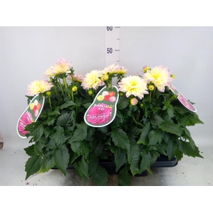 Dahlia DE 'Labella Magg Fun Pastel'