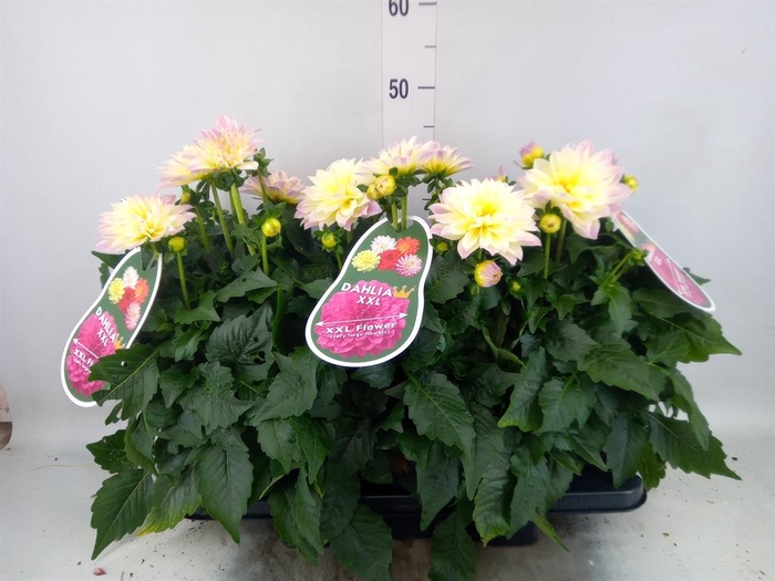<h4>Dahlia DE 'Labella Magg Fun Pastel'</h4>