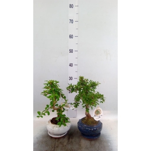 Bonsai   ...mix