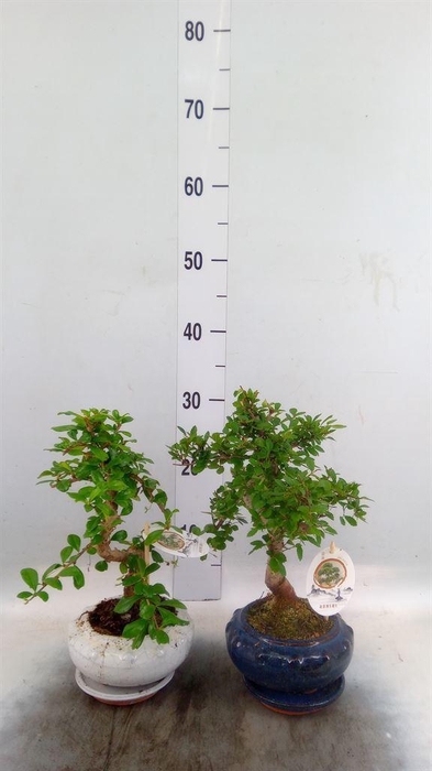 <h4>Bonsai   ...mix</h4>