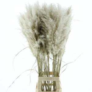 Corta Dried Evita Super Fluffy N L