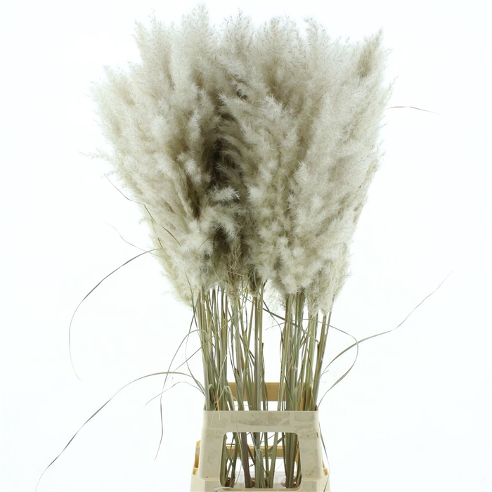 <h4>Corta Dried Evita Super Fluffy N L</h4>