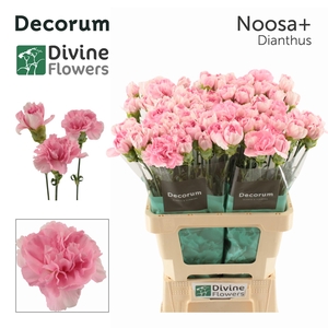 Di St Noosa Divine
