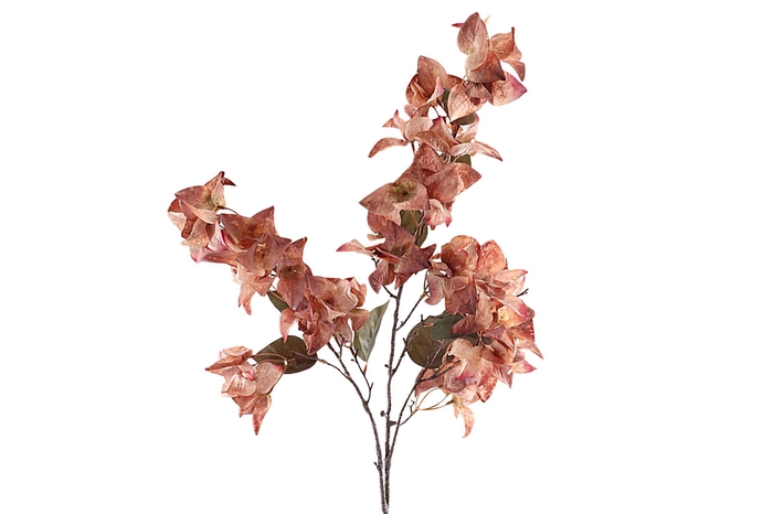 <h4>Bougainvillea Spray Pink Dark</h4>