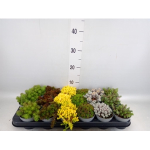 Sedum   ...