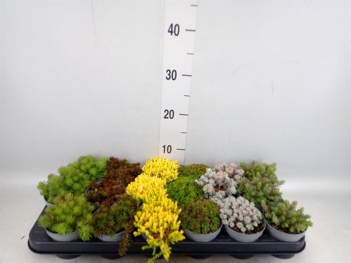<h4>Sedum   ...</h4>