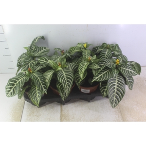 APHELANDRA COM FLOR P15 COM FLOR
