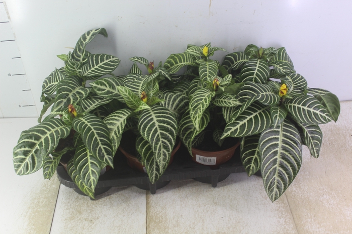 <h4>APHELANDRA COM FLOR P15 COM FLOR</h4>