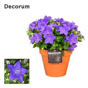 Campanula Napoli Decorum Patio Pot TC