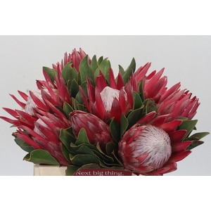 Protea Cynaroides Madiba