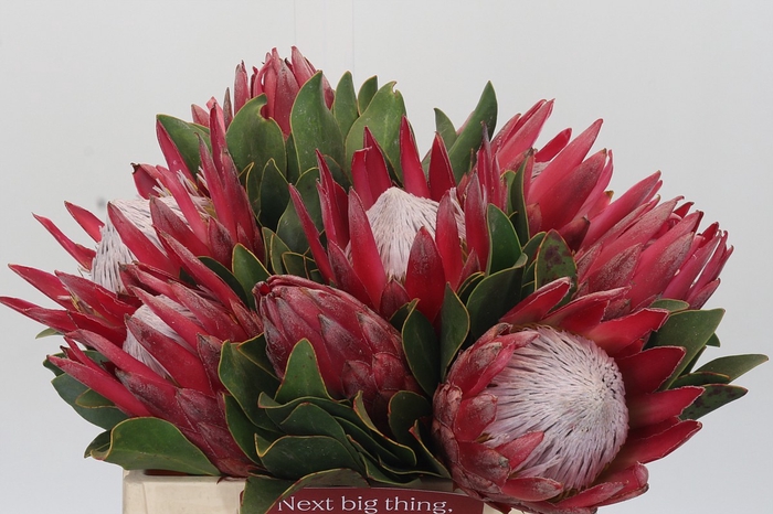 <h4>Protea Cynaroides Madiba</h4>