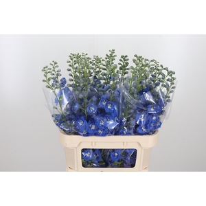Delphinium El Aurora Blue