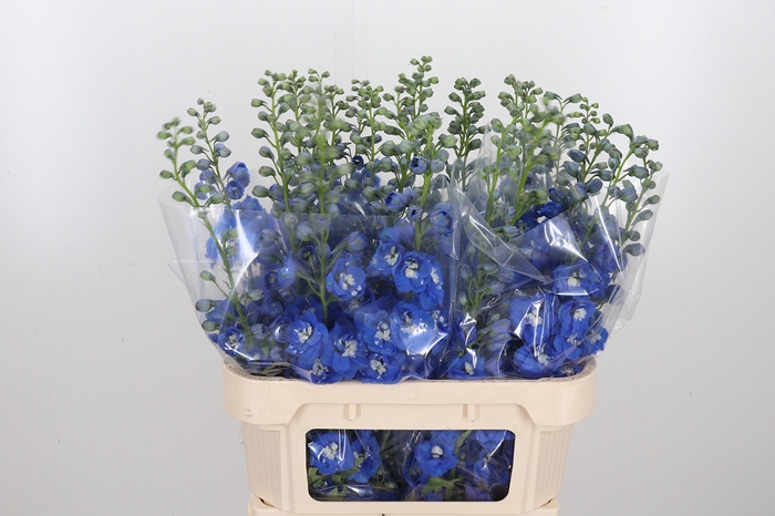 <h4>Delphinium El Aurora Blue</h4>