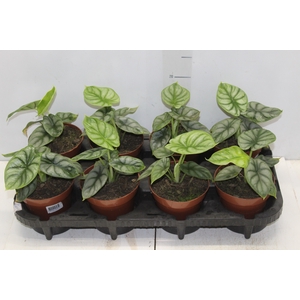 ALOCASIA SILVER DRAGON P12
