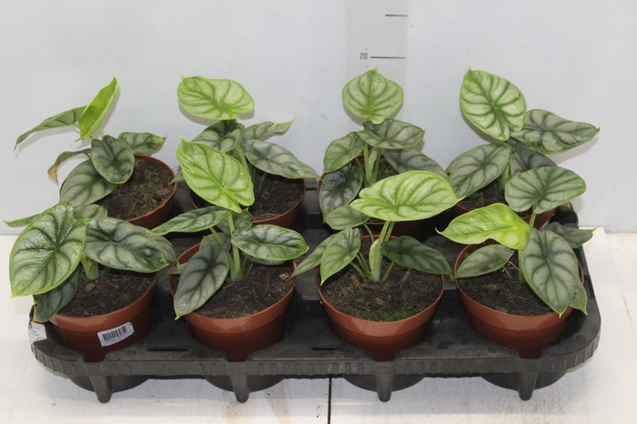 <h4>ALOCASIA SILVER DRAGON P12</h4>