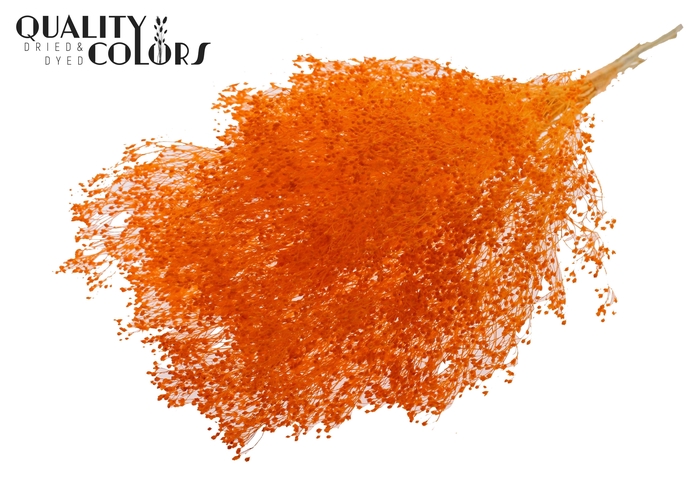 <h4>Broom Bloom p/bunch in poly Bleached Orange</h4>