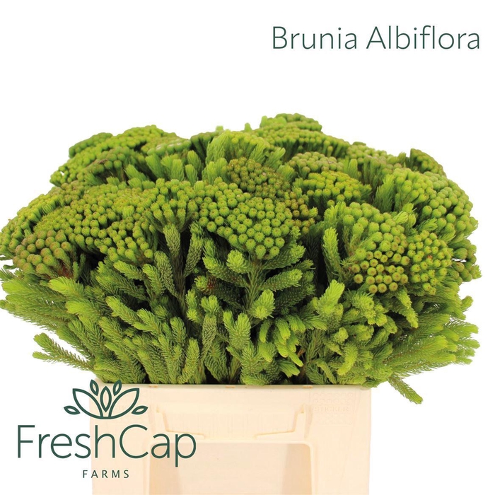 <h4>BRUN ALBIFLORA</h4>
