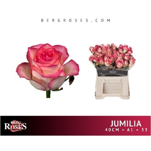 Rozen Jumilia