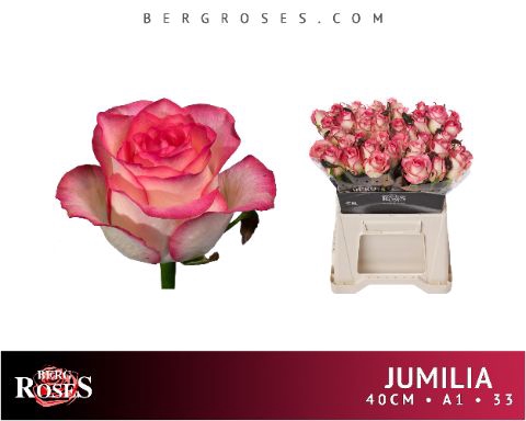 <h4>R Gr Jumilia Berg</h4>