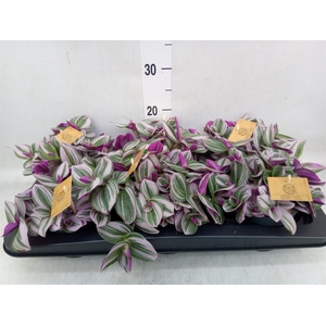 Tradescantia cerinth. 'Nanouk'