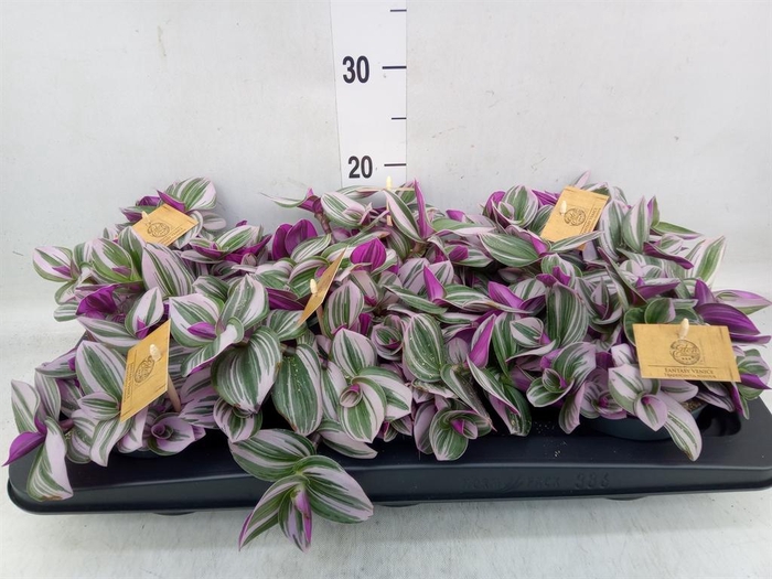 <h4>Tradescantia cerinth. 'Nanouk'</h4>