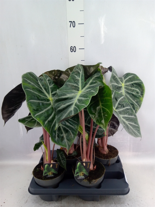 Alocasia   ...