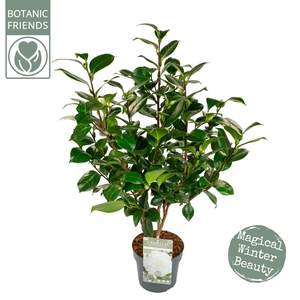 Camellia jap. 'Nuccio's Gem' Premium