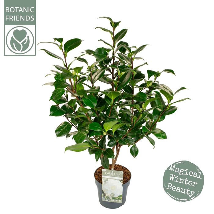 <h4>Camellia jap. 'Nuccio's Gem' Premium</h4>