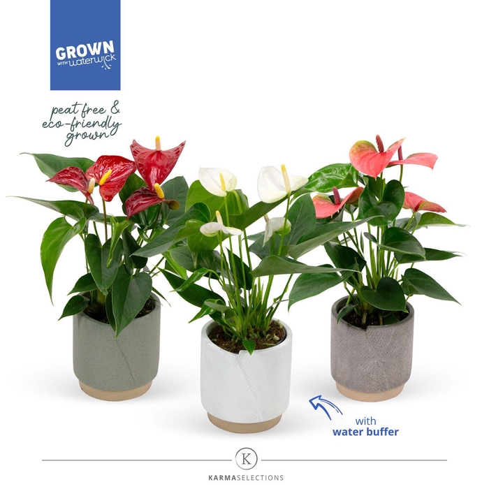 <h4>Mimesis Anthurium KARMA Grandiflora Mix 9cm - Evy</h4>