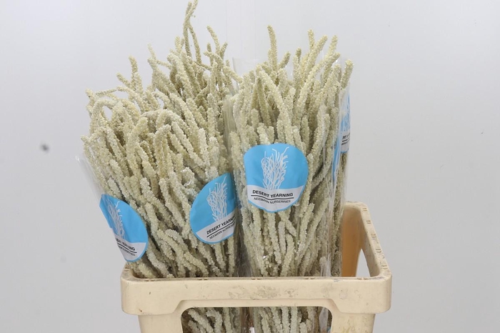 <h4>Amaranthus Yearming Desert</h4>