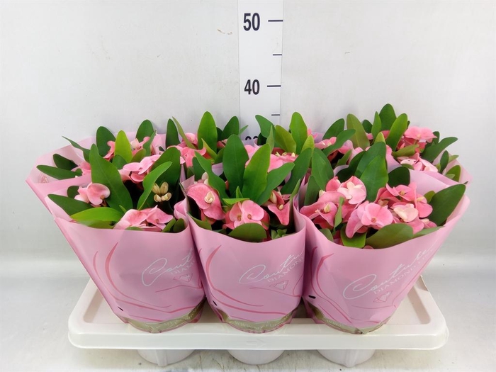 <h4>Euphorbia milii 'Charlotte'</h4>