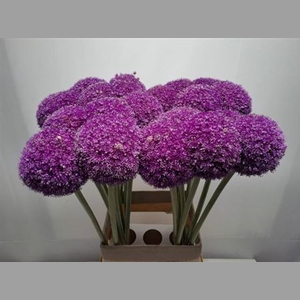 Allium Giganteum Extra