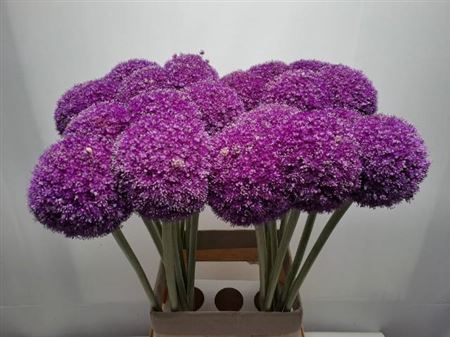 <h4>Allium Giganteum 100 Giga!!</h4>